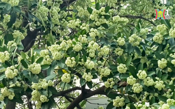 Nồng nàn hương hoa sữa cuối thu