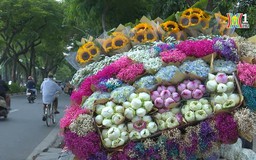 Con đường thơ mộng nhất Hà Nội trong tiết cuối thu