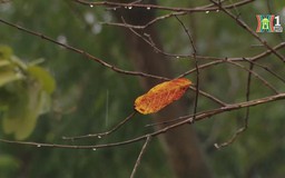 Hà Nội khi gió mùa về...
