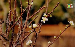 Hoa lê rừng xuống phố sớm