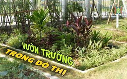 Vườn trường trong đô thị | Cuộc sống thành thị | 22/12/2023