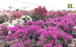 Sắc màu hoa giấy ở làng Phù Đổng