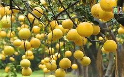 Bưởi Phú Diễn khoe sắc vàng đón Tết