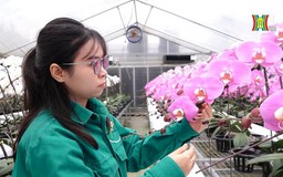 Vườn lan hồ điệp lớn nhất Hà Nội vào vụ Tết