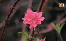 Hoa đào ra phố đón Tết sớm