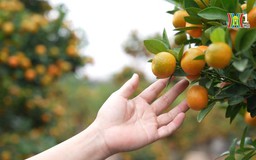 Rực rỡ vườn quất Tứ Liên những ngày giáp Tết