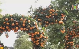 Độc đáo cặp quất song long