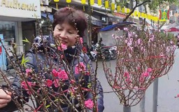 Rực rỡ sắc màu chợ hoa Tết phố Hàng Lược
