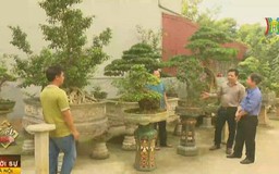 Thú chơi sinh vật cảnh ngày xuân
