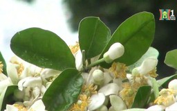 Hà Nội vào mùa hoa bưởi