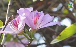 Hoa ban nở rực rỡ giữa lòng Thủ đô