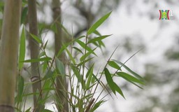 Ngắm 'rừng trúc' thu nhỏ giữa lòng Hà Nội
