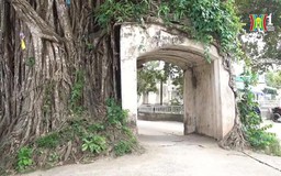 Độc đáo cây đa ôm trọn cổng làng