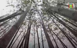 Độc đáo 'rừng trúc' bên hồ Trúc Bạch