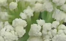 Làm vườn trên tầng thượng