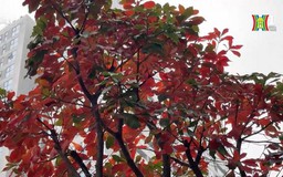 Rực rỡ sắc đỏ lộc vừng mùa thay lá