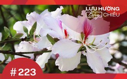 Miền hoa ban trắng vùng cao