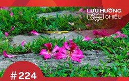 Bí ẩn rực rỡ của sự lụi tàn