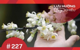 Mùa hoa thương nhớ