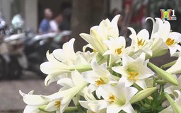 Dịu dàng sắc trắng tinh khôi của hoa loa kèn tháng Tư