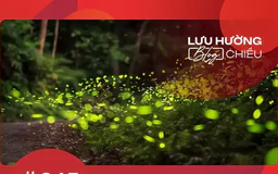 Nhớ loài côn trùng vừa bay vừa tỏa sáng