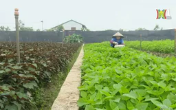 Mở rộng sản xuất rau an toàn | Nông nghiệp nông thôn | 09/05/2024