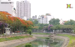 Phượng vĩ đỏ rực bên sông Tô Lịch