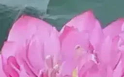 Hà Nội trồng thêm sen