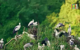 Viên ngọc xanh vùng non nước Ninh Bình | Trăm miền hội tụ | 09/08/2024