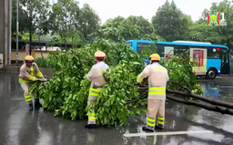 CSGT dọn cây đổ đảm bảo an toàn cho người dân