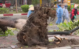 Bắc Ninh: Nhiều cây gãy đổ do bão số 3