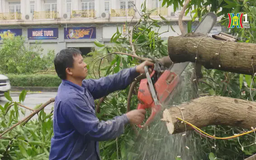 Xử lý cây gãy, đổ, đảm bảo giao thông sau bão