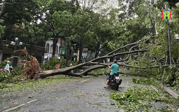 Phố 'nàng thơ' đẹp nhất Thủ đô ra sao sau siêu bão?