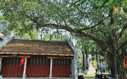 Cây đa cổ thụ bên đền Bà Kiệu không bị đổ