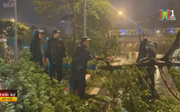 Phường Xuân La khắc phục sự cố cây đổ ngay trong đêm