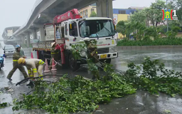 Sở GTVT Hà Nội cấp bách khắc phục hậu quả bão