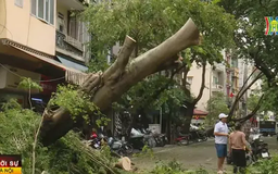 Hà Nội nỗ lực cứu cây xanh gãy đổ