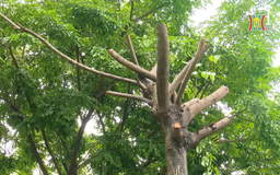 Trồng lại gần 2.000 cây đổ do bão