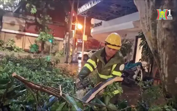 Nỗ lực khắc phục cây xanh bị gãy, đổ