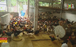 Thiệt hại gia súc, gia cầm do bão số 3