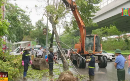 Hà Nội tập trung thu dọn cây xanh gãy, đổ sau bão