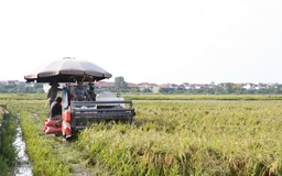 Tập trung thu hoạch nhanh 36.000ha lúa mùa sau bão số 3
