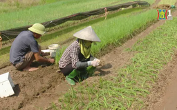 Các địa phương khôi phục sản xuất sau bão