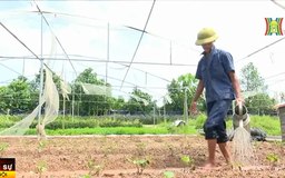 Phục hồi sản xuất nông nghiệp sau bão lũ