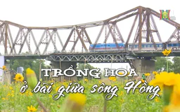 Trồng hoa ở bãi sông Hồng | Nhịp sống Hà Nội | 10/11/2024