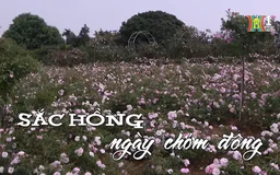 Sắc hồng ngày chớm Đông | Nhịp sống Hà Nội | 04/12/2024