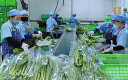Hà Nội liên kết với các tỉnh xây dựng chuỗi cung ứng thực phẩm sạch | Quản lý chất lượng nông, lâm, thủy sản | 15/12/2024