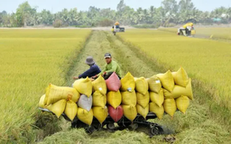 Doanh nghiêp không báo cáo tồn kho gạo bị thu giấy phép
