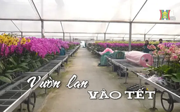 Vườn lan vào Tết | Nhịp sống Hà Nội | 08/01/2025