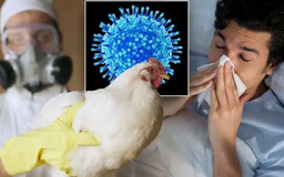 Tăng cường kiểm soát dịch cúm gia cầm trên toàn cầu